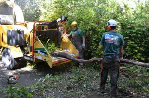 tree services Quinebaug